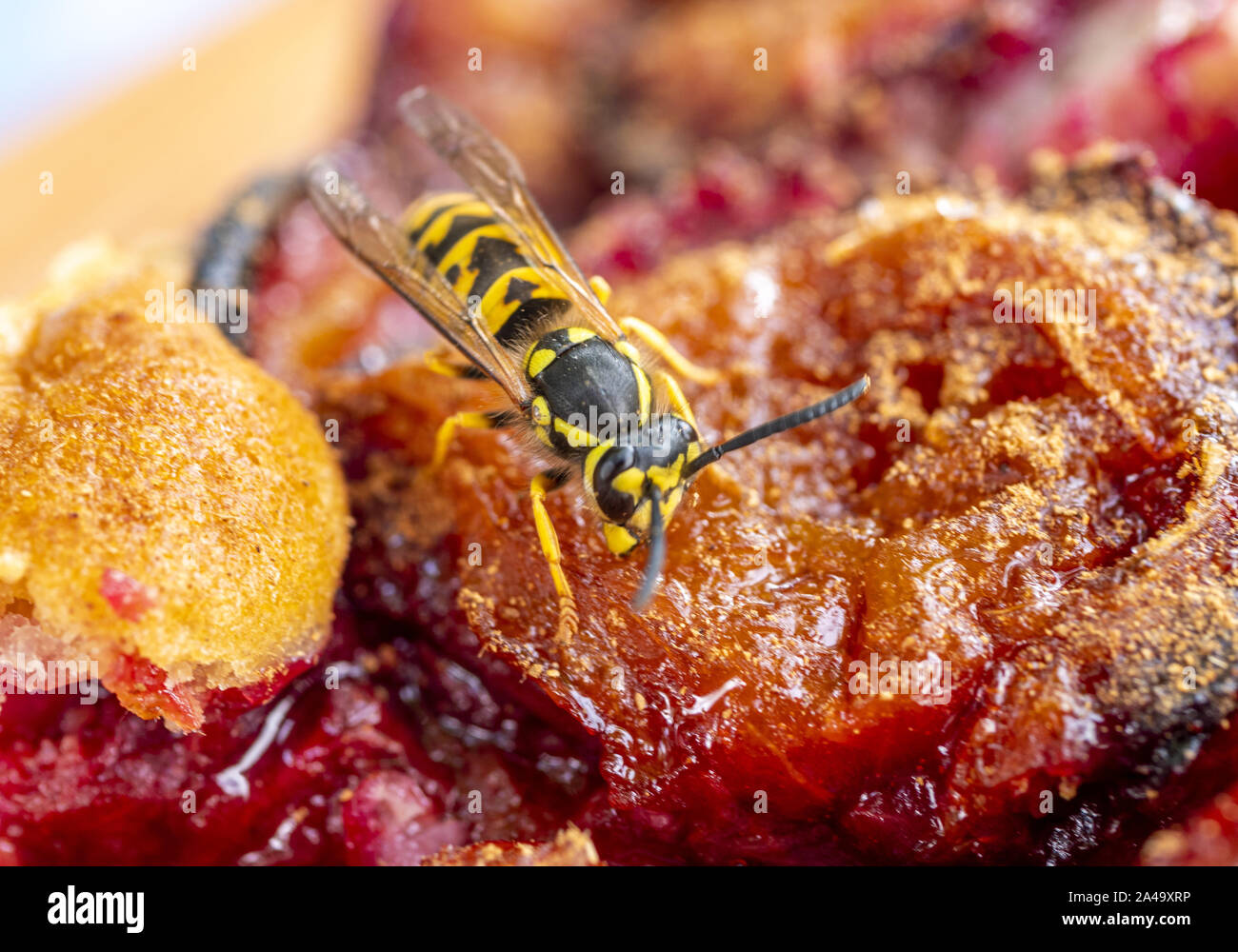 Il tedesco Wasp alimentare sulla torta di prugne Foto Stock