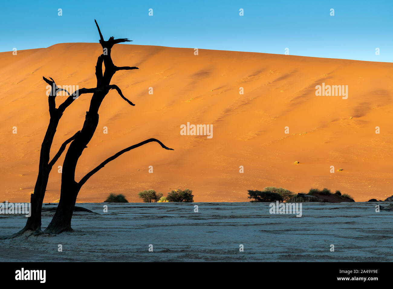 Vecchi alberi morti, Deadvlei, Namib-Naukluft National Park, Sesriem, Namibia Foto Stock