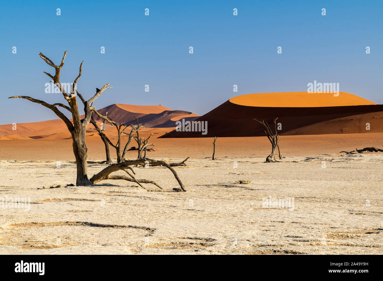 Vecchi alberi morti, Deadvlei, Namib-Naukluft National Park, Sesriem, Namibia Foto Stock