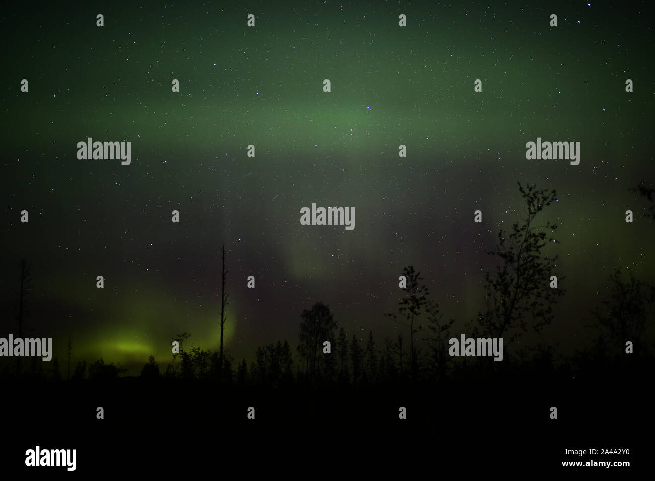 Luci del nord oltre forestscape nella notte. Foto Stock