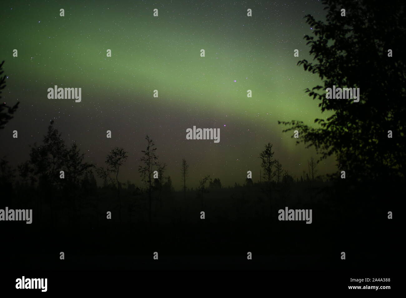 Luci del nord oltre forestscape nella notte. Foto Stock