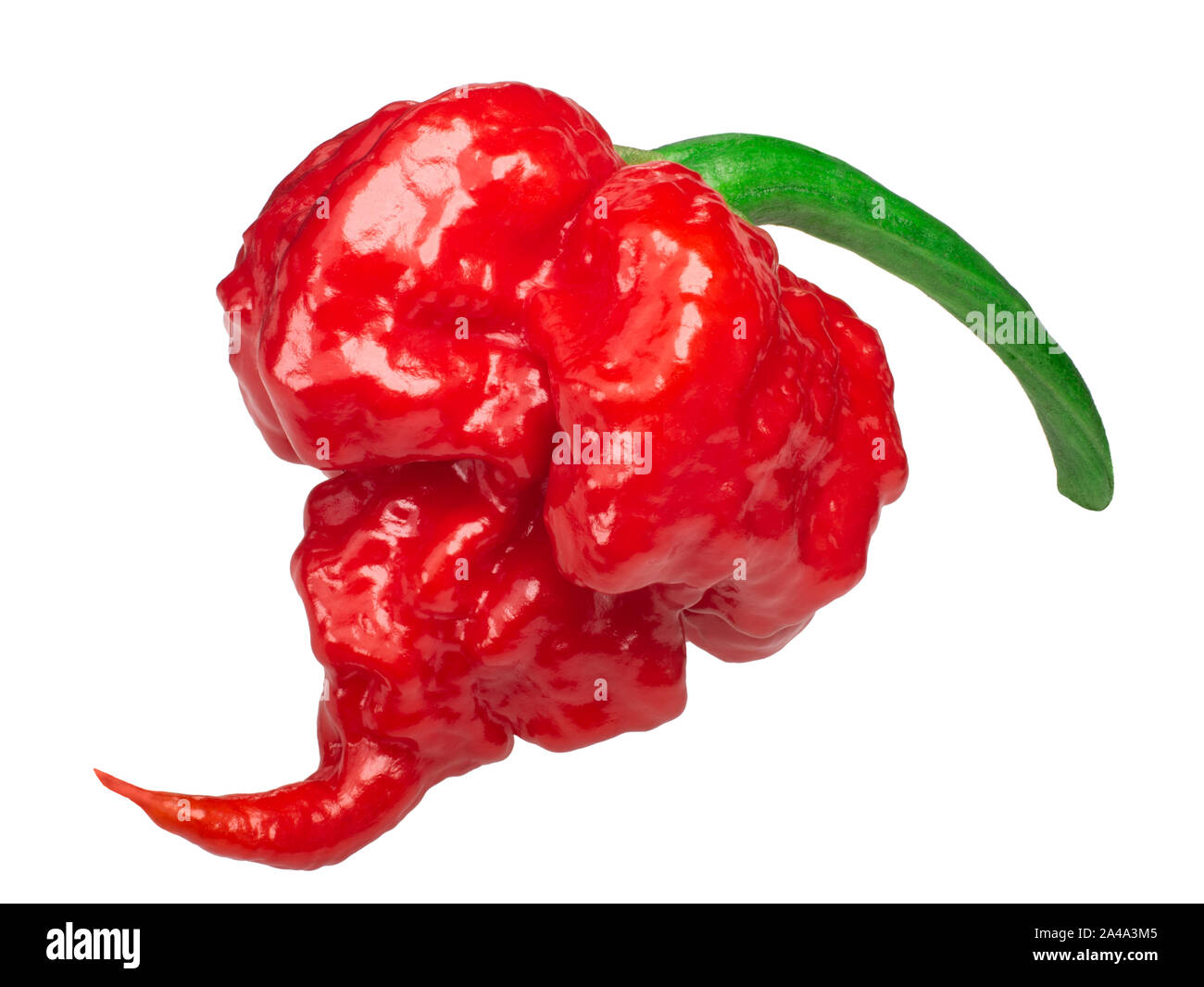 Carolina Reaper, il più caldo il Cile Peperoncino (Capsicum chinense frutta), intero pod mature, isolato Foto Stock