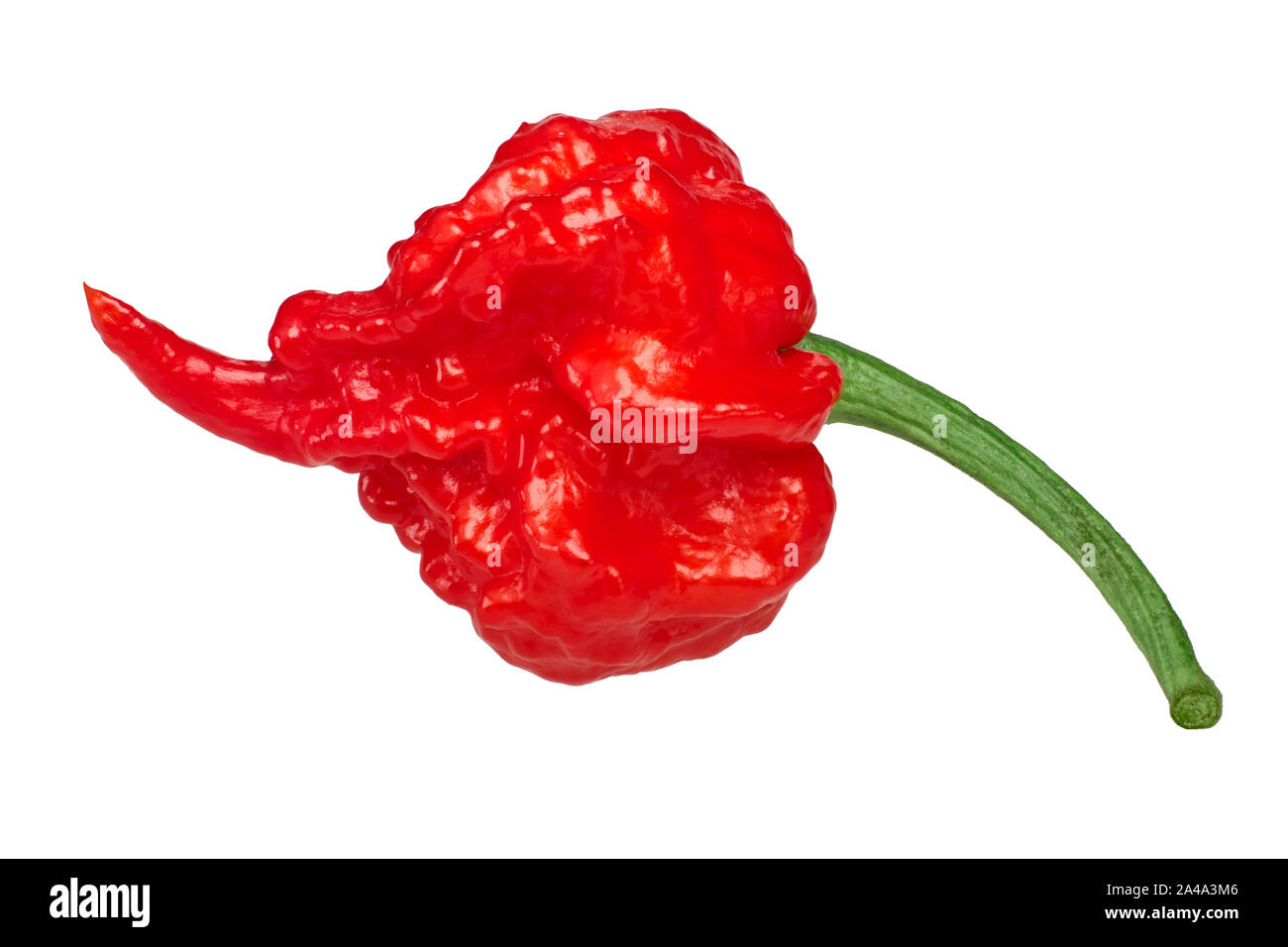 Carolina Reaper, il più caldo il Cile Peperoncino (Capsicum chinense frutta), intero pod mature, isolato Foto Stock