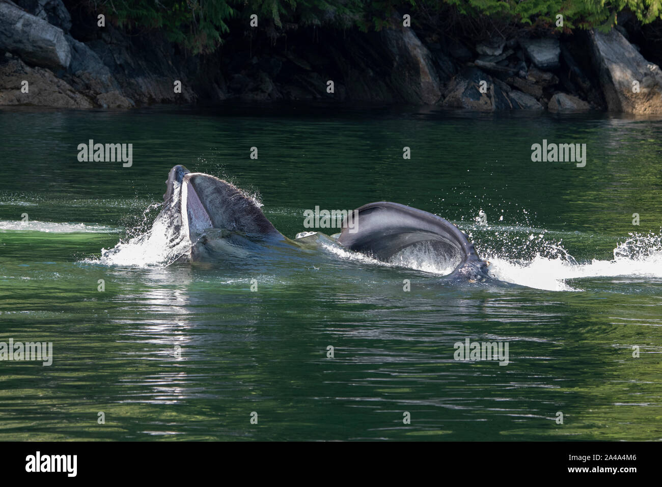 Canada, British Columbia, grande orso nella foresta pluviale, Khutze ingresso. Humpback Whale bolla alimentazione rete, la bocca aperta. Foto Stock