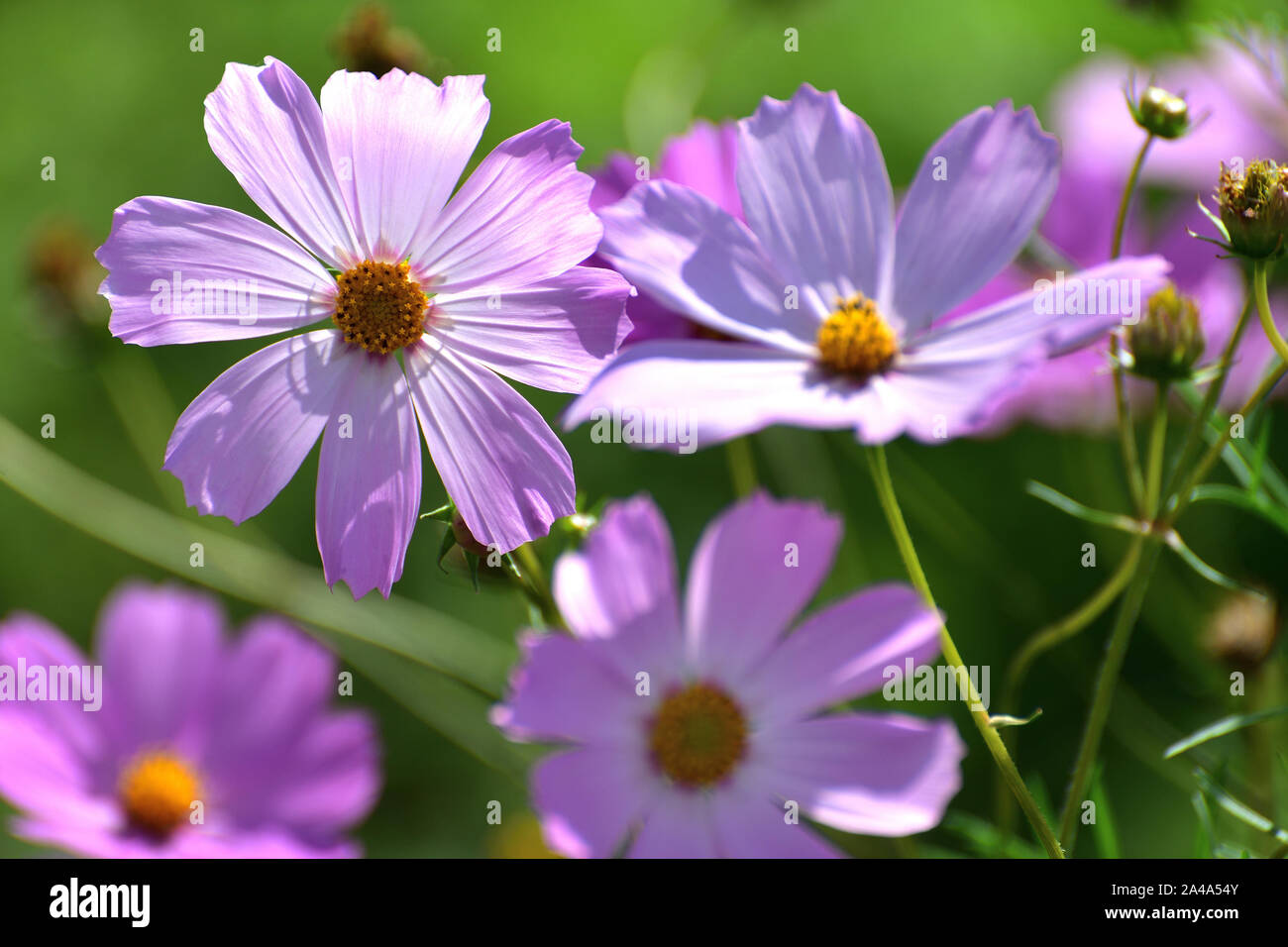 Le molte belle grandi margherite rosa all'aperto Foto Stock