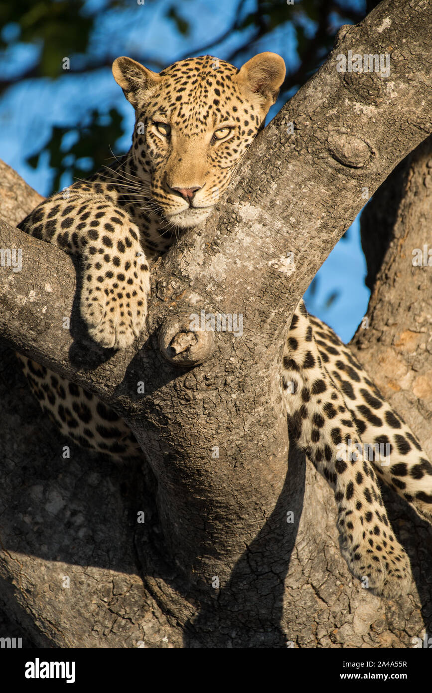 Maschio di leopard (panthera pardus) di appoggio nella struttura ad albero della salsiccia in uno splendido pomeriggio di luce nella Moremi National Park (2a ponte), Botswana Foto Stock