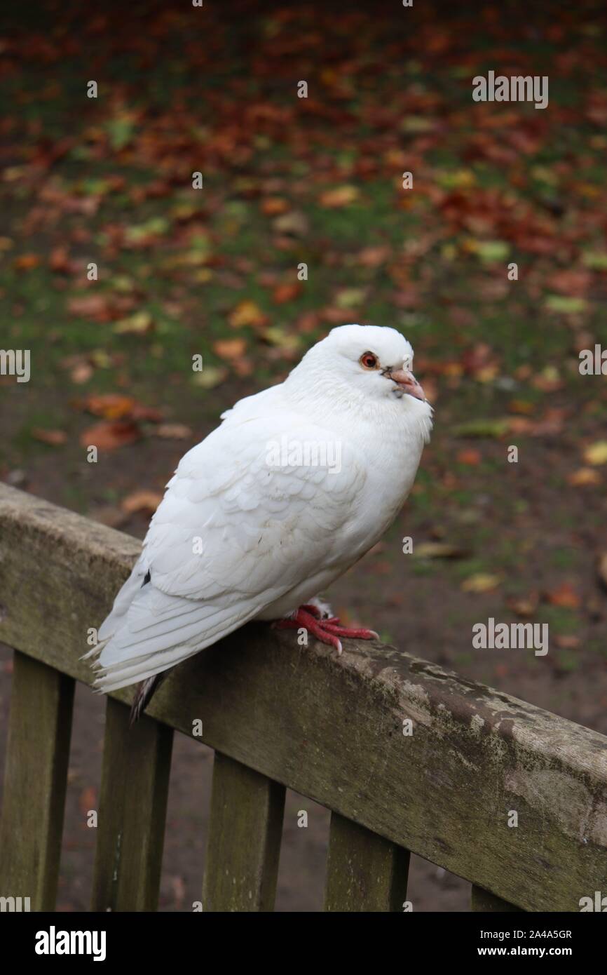 Mi auguro (Bird on bench) Foto Stock