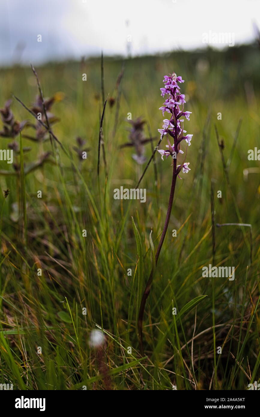 Il fragrante orchidea (Gymnadenia conopsea) con defocalizzata marsh. Foto Stock