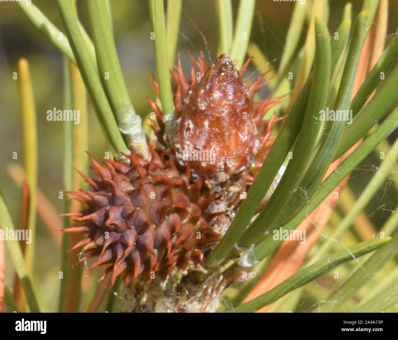 Cono femmina di lodgepole pine (Pinus contorta). Separare maschio e femmina coni appaiono sullo stesso albero. Il Lago Maligne, Jasper, Alberta, Canada, Foto Stock