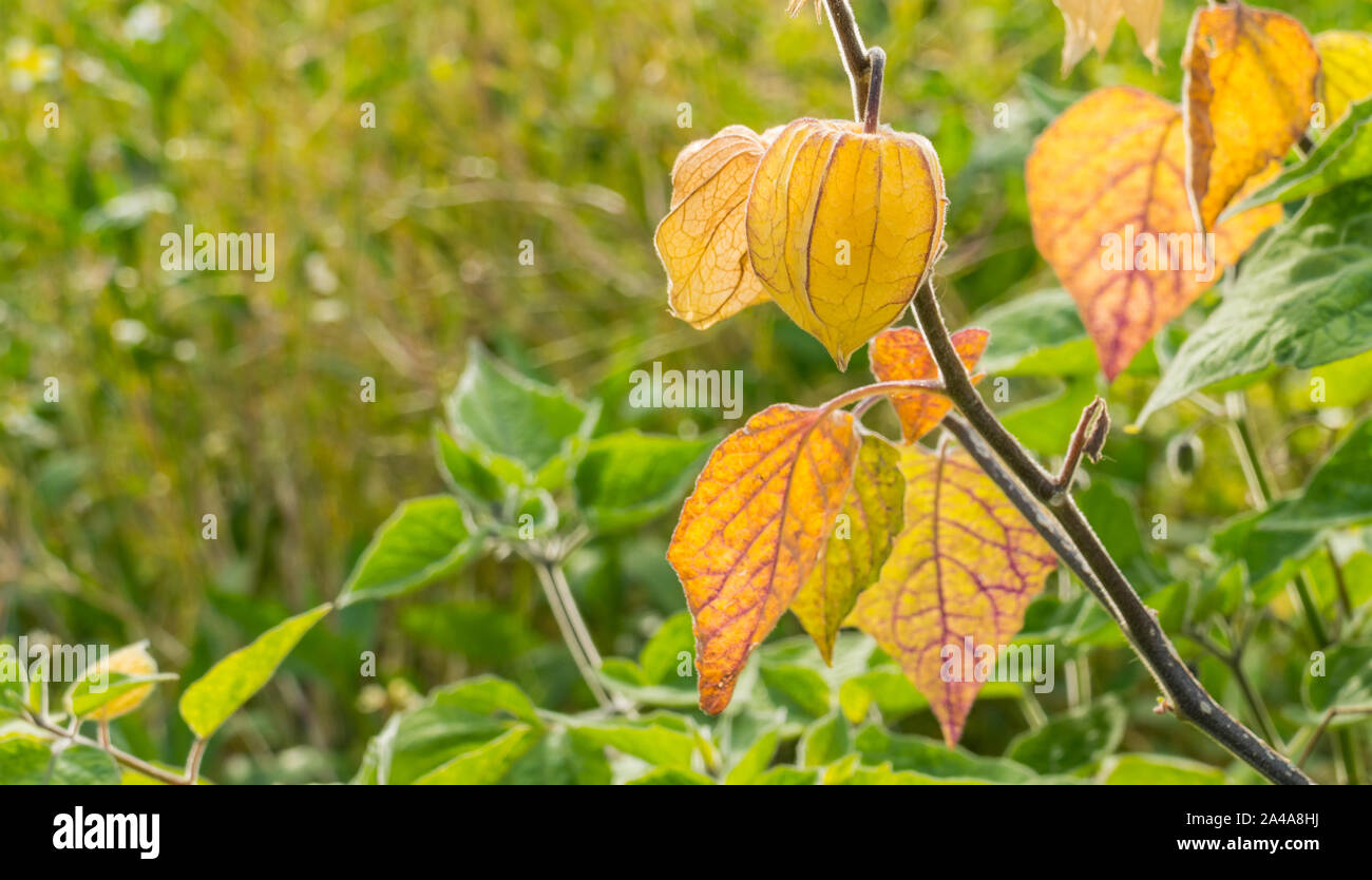 Physalis peruviana con frutti closeup vista in estate Foto Stock