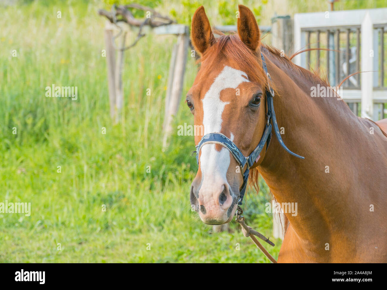 Horse ourdoors guardando la fotocamera in estate Foto Stock