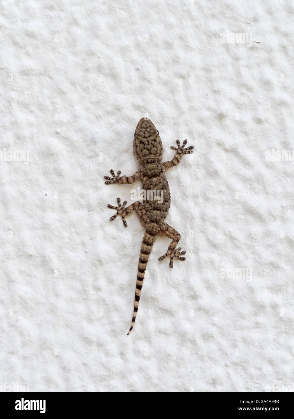 Giovani Mediterranean House Gecko sulla parete a Tarifa, Andalusia. Foto Stock