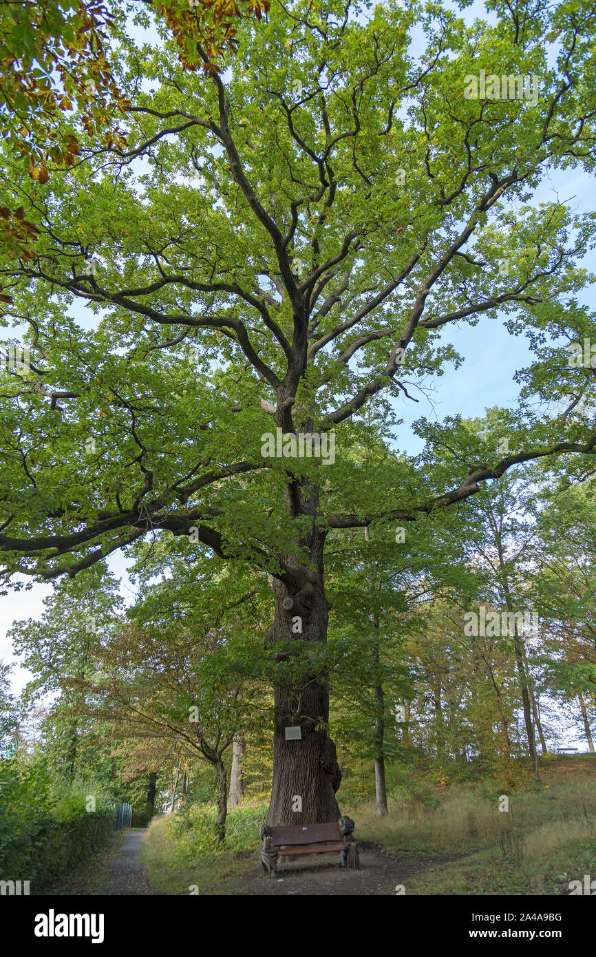 400 anno vecchia quercia, Eichholz, Arnsberg, Sauerland, Renania settentrionale - Vestfalia, Germania Foto Stock