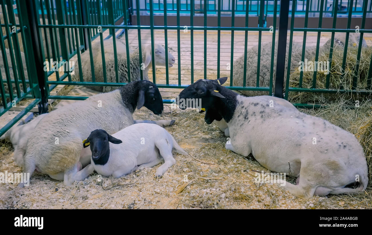 Gruppo di ovini in appoggio alla esposizione di animali, trade show Foto Stock