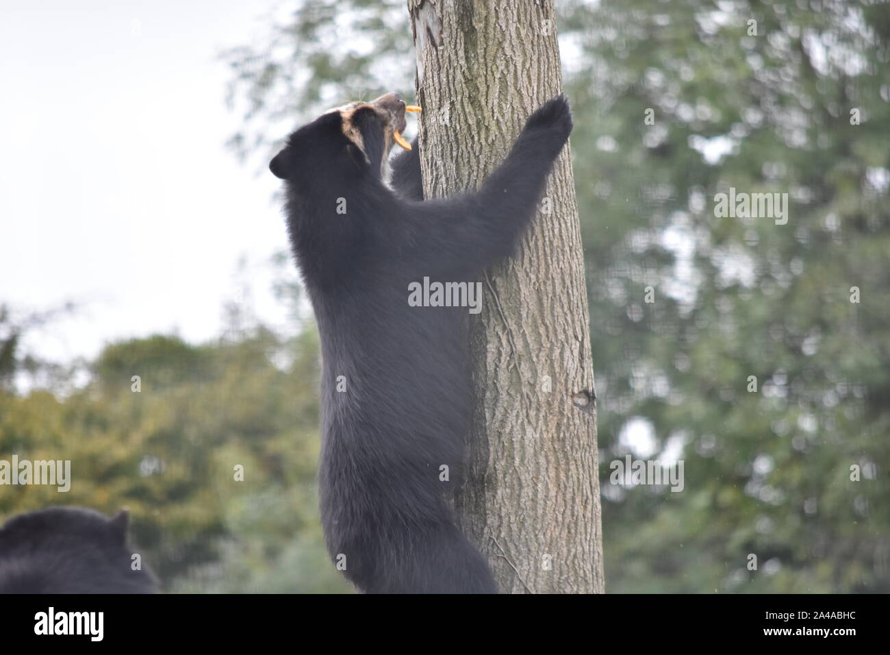 Orso Spectacled rampicante Foto Stock