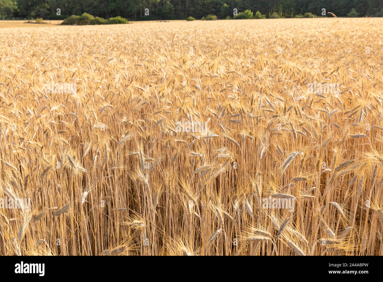I campi di grano, Auvergne, Francia. Foto Stock