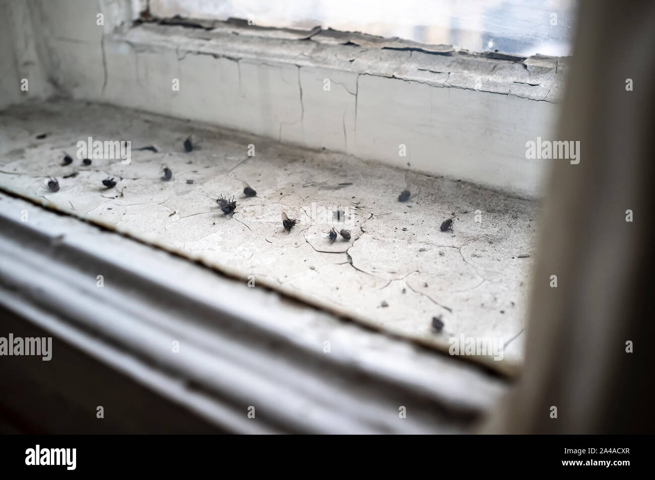 Numerosi morti essiccato vola tra i due telai di finestra su uno sporco davanzale con vernice esfoliante, alla fine dell'inverno, in una casa di città. Close-up. Foto Stock