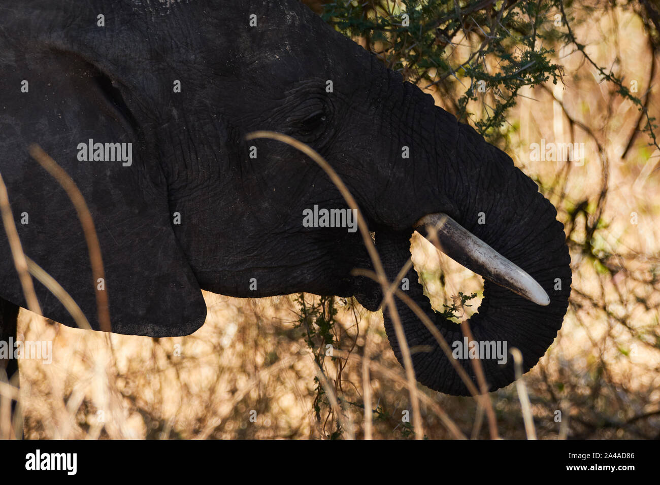 Close-up di un elefante per adulti all'interno del Parco Nazionale del Serengeti, Tanzania Africa. Foto Stock