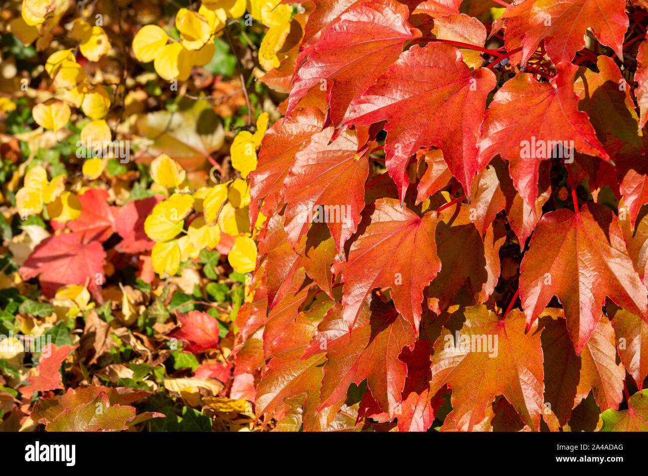 I colori dell'autunno. Foglie colorate in una giornata di sole Foto Stock