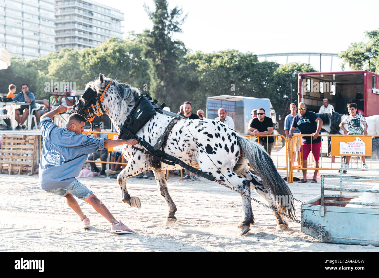 VALENCIA, Spagna - settembre 28,2019: Horse tirando è un progetto di concorso ippico dove cavalli nel cavo elettrico,tirare una slitta di pesata e il vincitore è il tè Foto Stock
