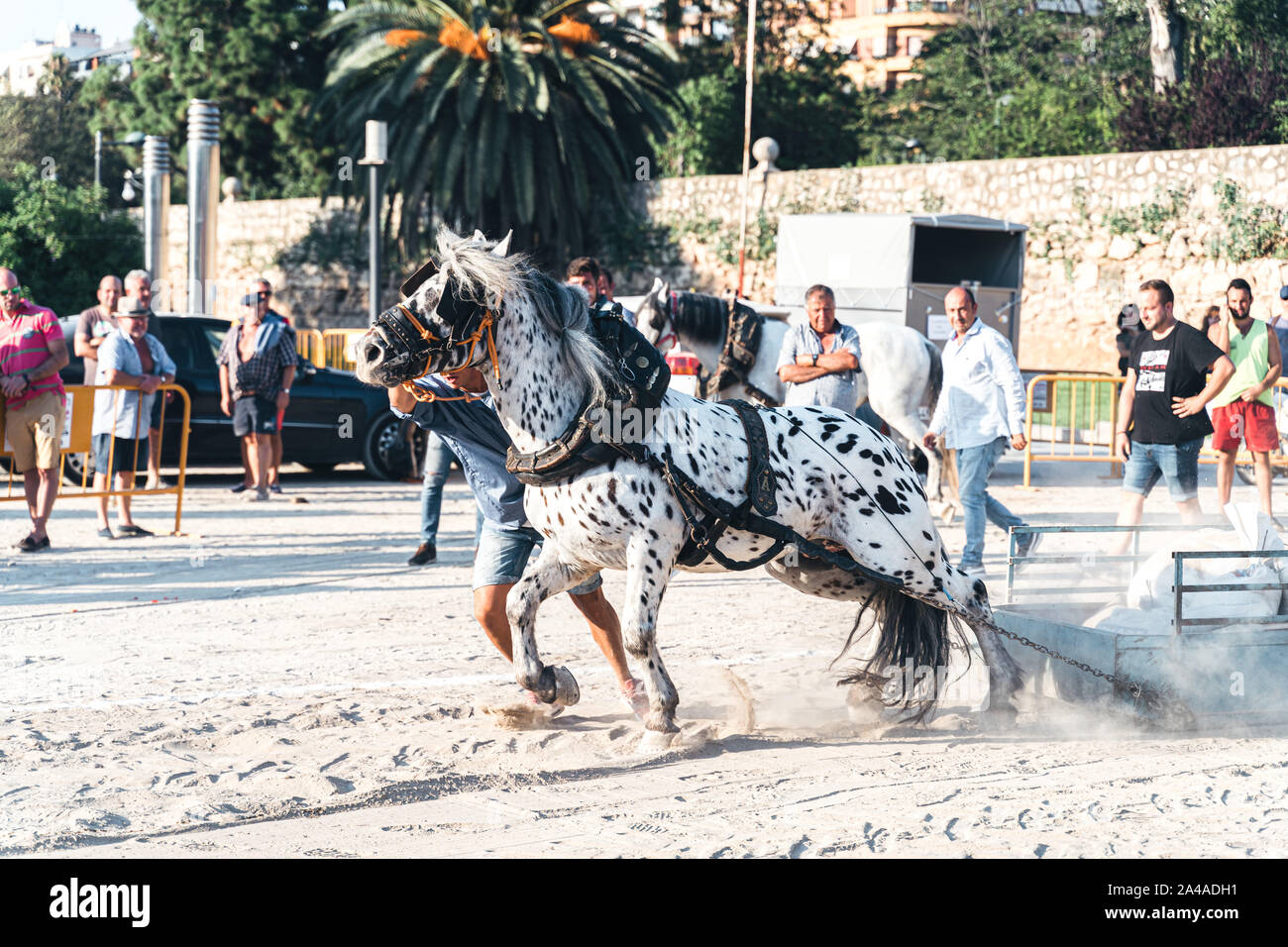VALENCIA, Spagna - settembre 28,2019: Horse tirando è un progetto di concorso ippico dove cavalli nel cavo elettrico,tirare una slitta di pesata e il vincitore è il tè Foto Stock