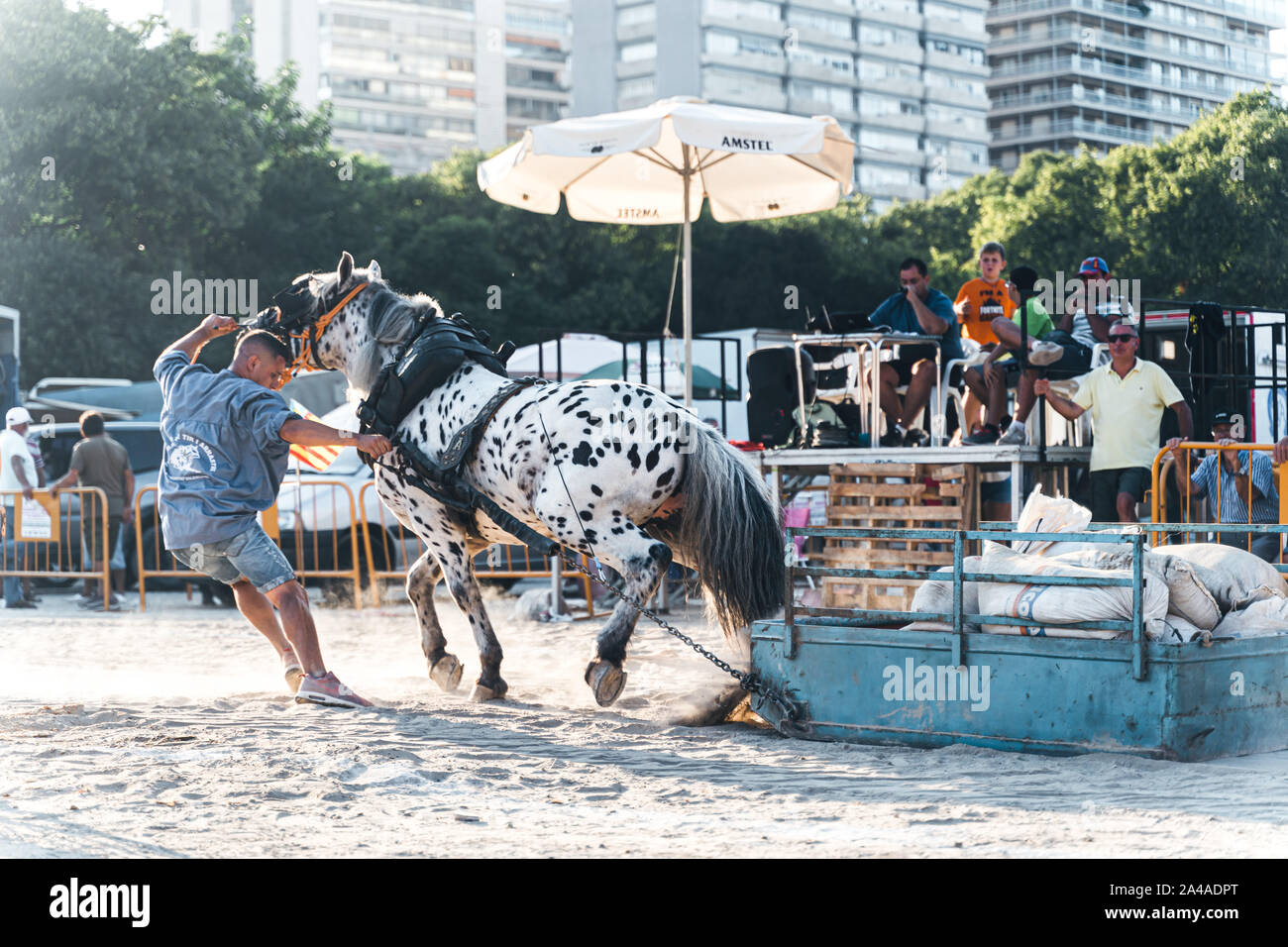 VALENCIA, Spagna - settembre 14,2019: Horse tirando la concorrenza. Tirando a cavallo è un progetto di concorso ippico dove cavalli nel cavo elettrico,tirare un sle ponderata Foto Stock
