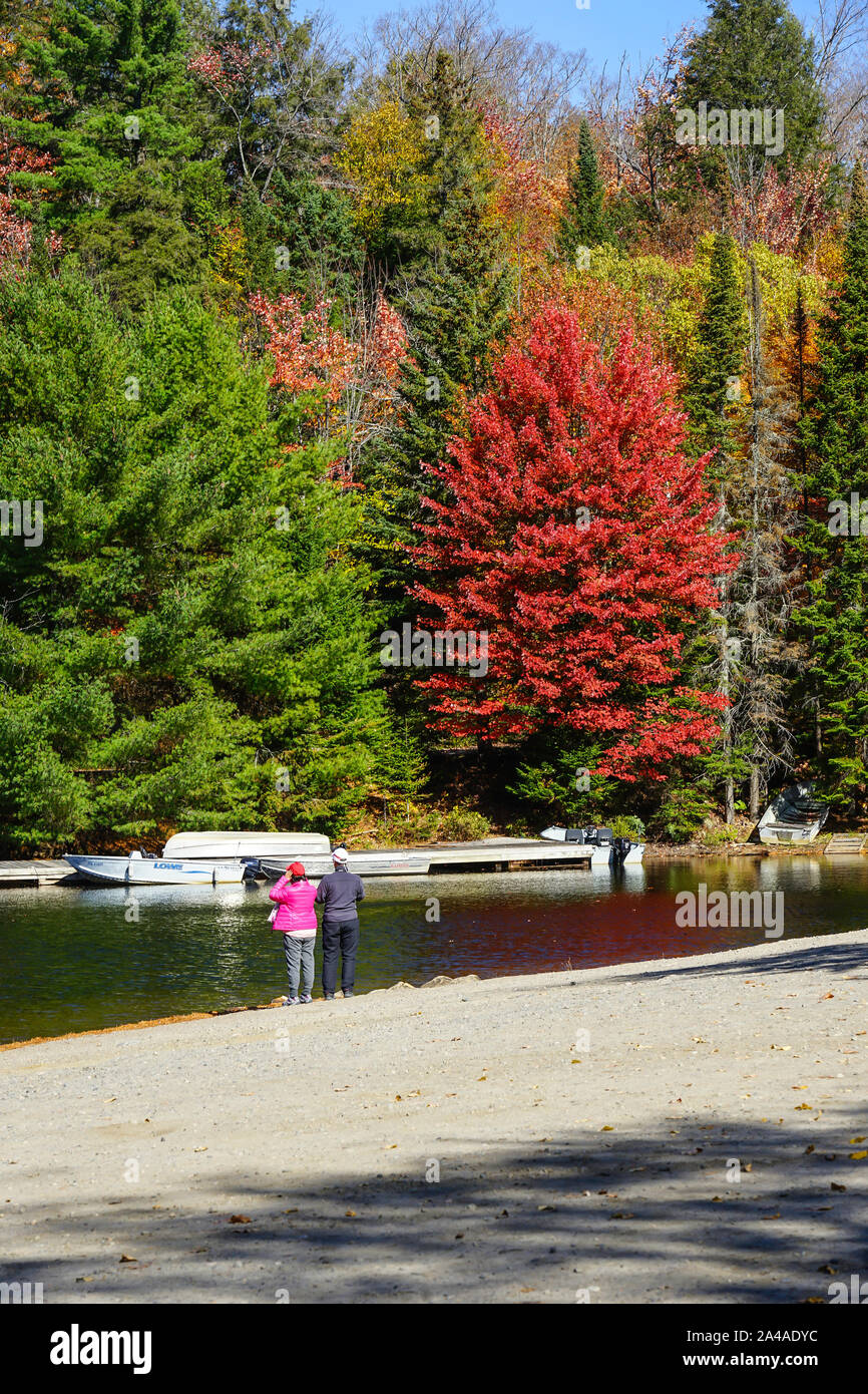 Tourist dal Giappone ammirando le foglie colorate in vista di Algonquin Provincial Park in Ontario vicino a Huntsville, Canada Foto Stock