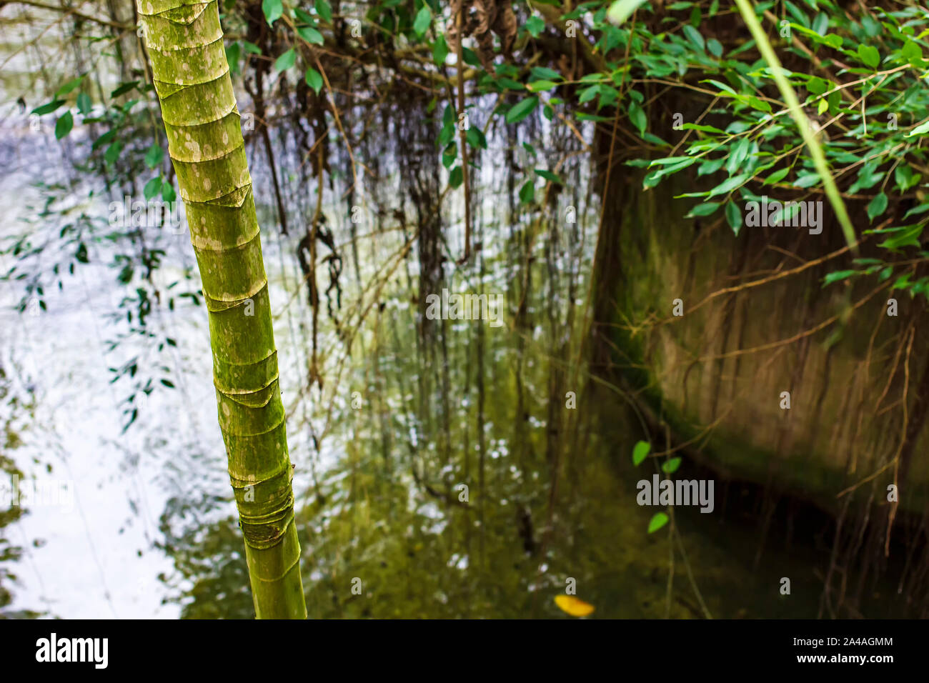 Bambù sempreverdi alberi crescono sulla riva del fiume, che riflette la foresta. Foto Stock