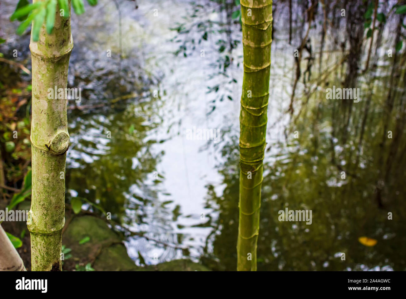 Bambù sempreverdi alberi crescono sulla riva del fiume, che riflette la foresta. Foto Stock