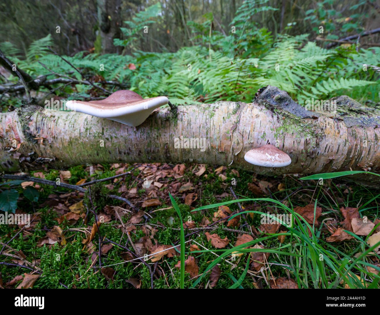 In prossimità della staffa di betulla fungo, Fomitopsis betulina, crescente sui morti caduti birch log in autunno bosco, Scotland, Regno Unito Foto Stock