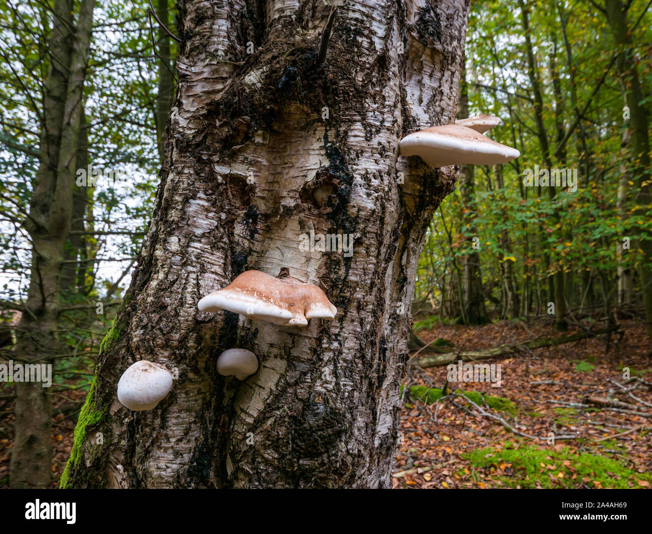 In prossimità della staffa di betulla fungo, Fomitopsis betulina, crescendo su birch tronco di albero in autunno bosco, Scotland, Regno Unito Foto Stock