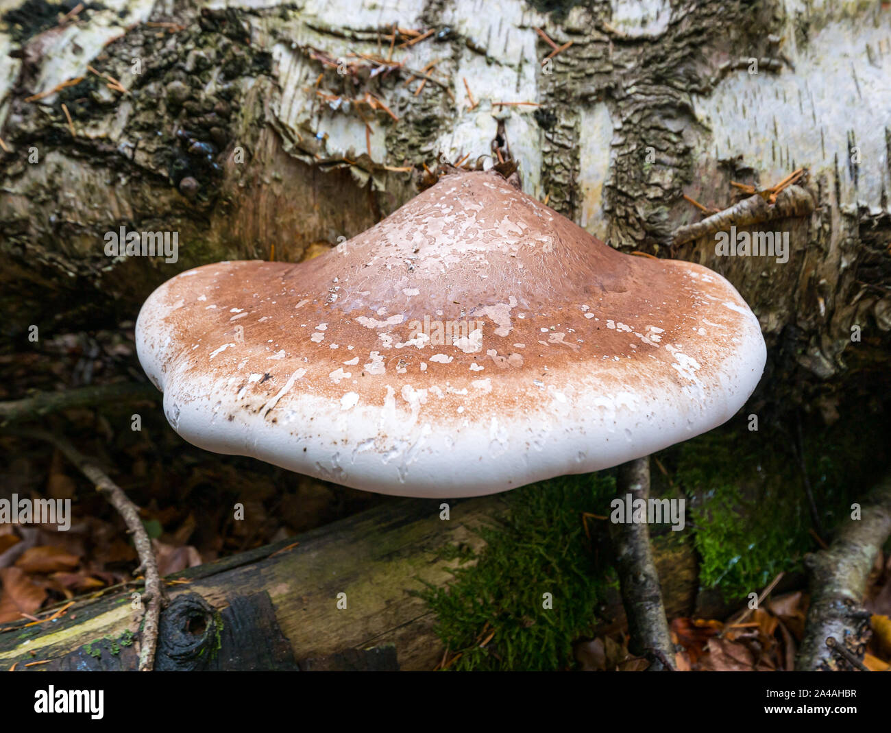 In prossimità della staffa di betulla fungo, Fomitopsis betulina, crescente sui morti caduti birch log in autunno bosco, Scotland, Regno Unito Foto Stock