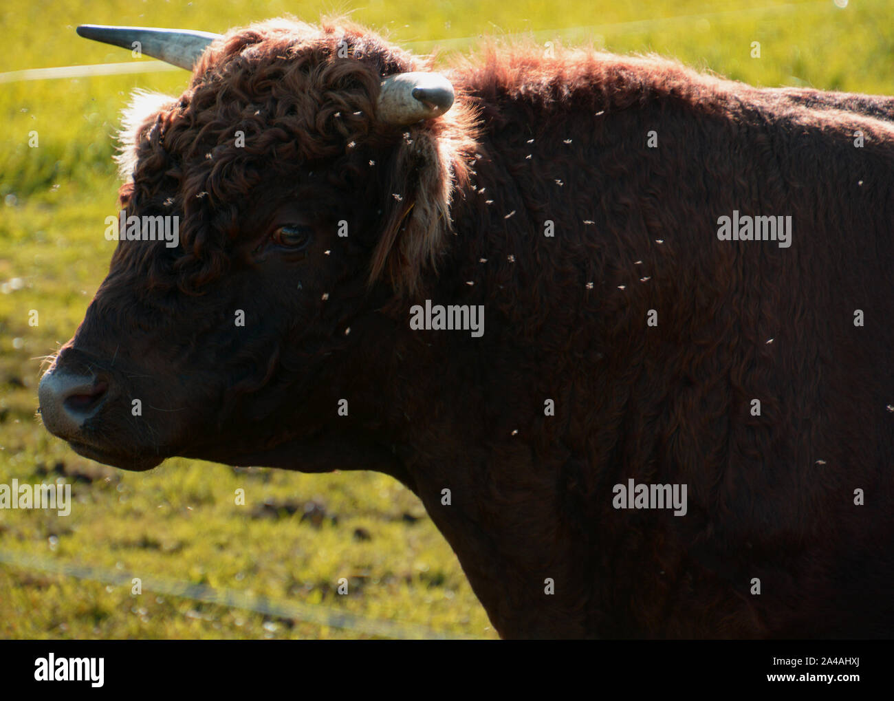 Vista laterale del bestiame dexter bull nel sole autunnale con insetti, rosso dexter bovini bull con molte mosche fastidiosi guardando nella telecamera Foto Stock