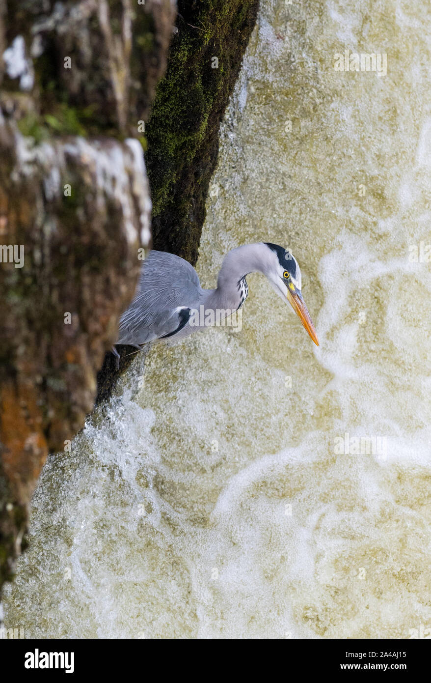 Airone cenerino la pesca dalle sponde rocciose del Pont-y-coppia cade sul Afon Llugwy, Betws-y-Coed, Wales, Regno Unito Foto Stock