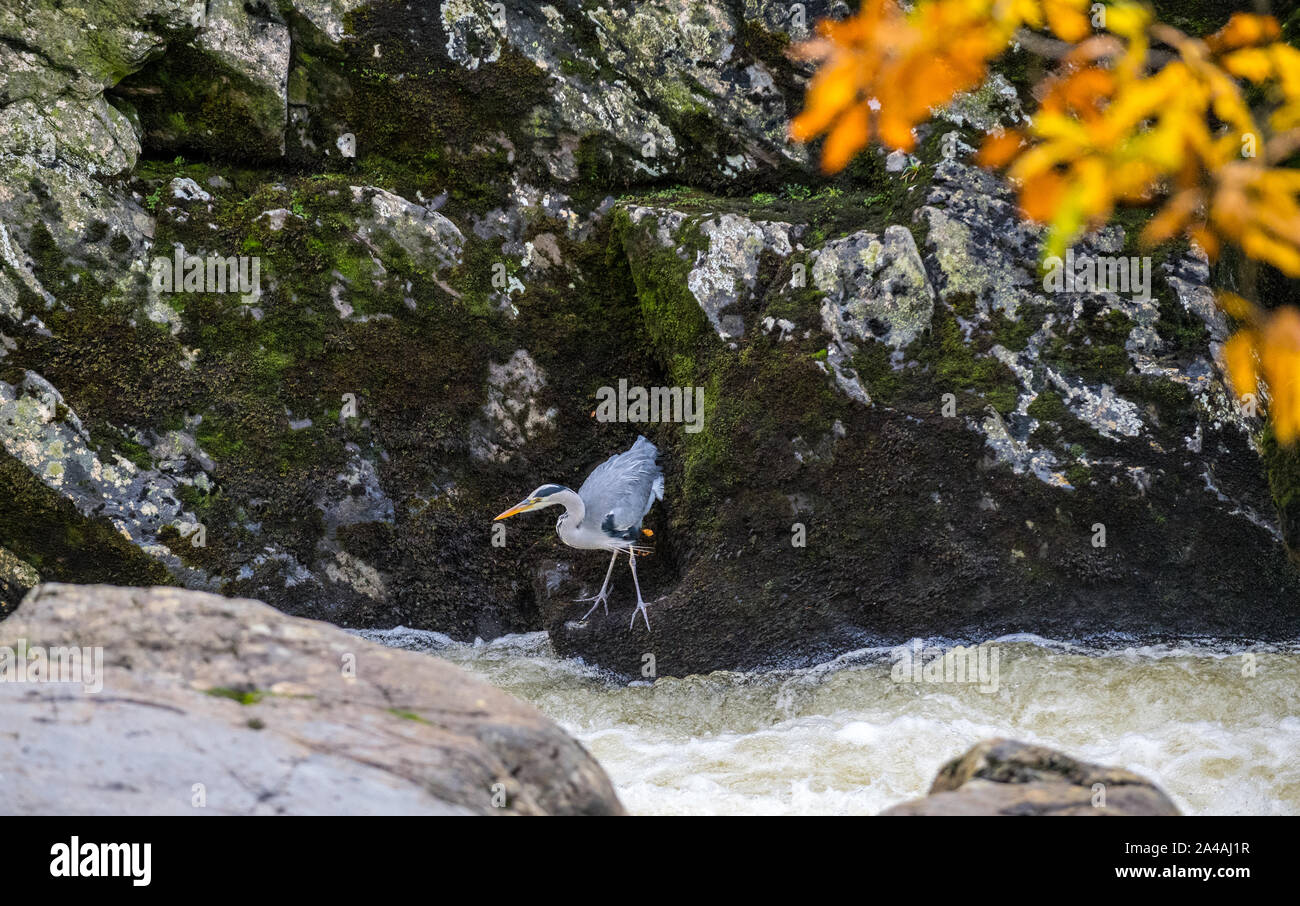 Airone cenerino la pesca dalle sponde rocciose del Pont-y-coppia cade sul Afon Llugwy, Betws-y-Coed, Wales, Regno Unito Foto Stock