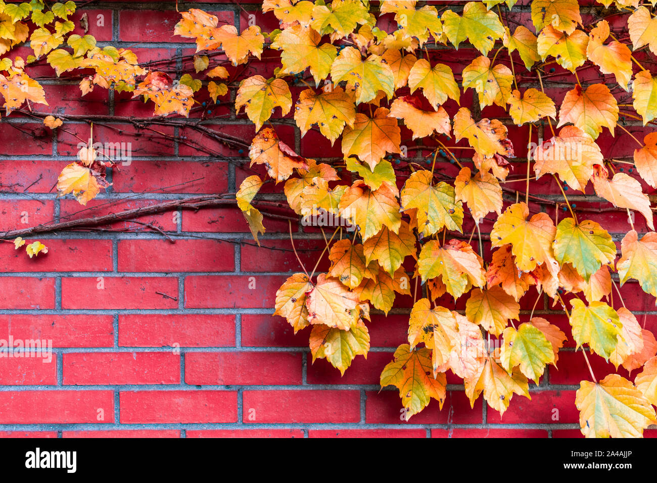 Golden foglie colorate e vigneti su un muro di mattoni durante l'Autunno Foto Stock