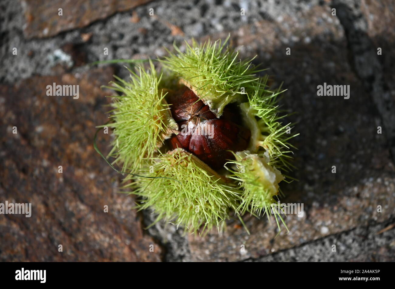 Bella marrone castagna nel suo salva e coperchio stiching Foto Stock