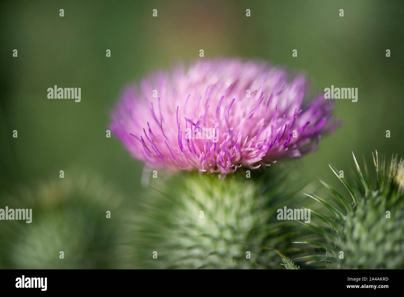 Fiori di cardo e pods Foto Stock