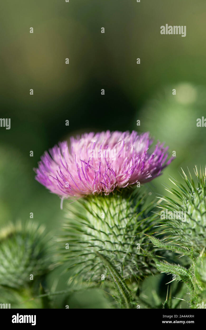 Fiori di cardo e pods Foto Stock