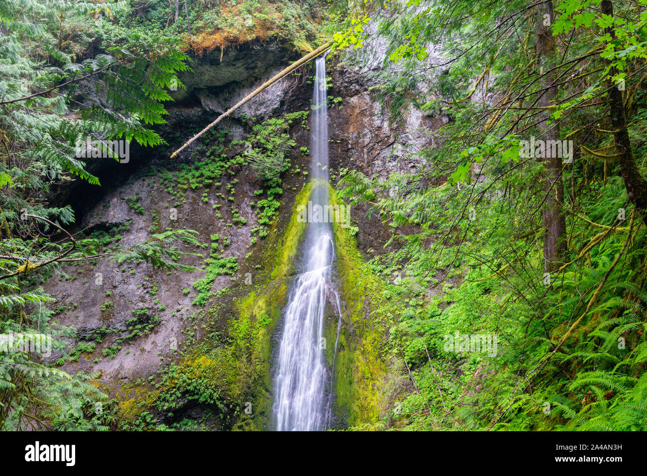 Una cascata in un giorno nuvoloso alla scalinata unità del Parco Nazionale di Olympic, Washington, Stati Uniti d'America. Foto Stock