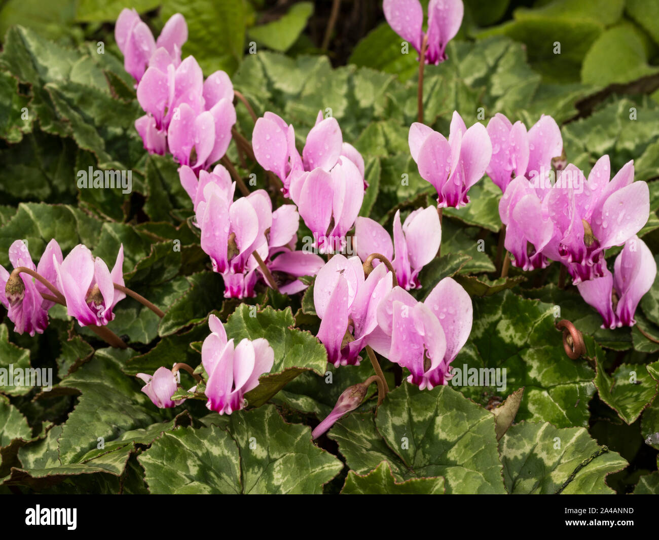Rosa edera-lasciava ciclamino (Cyclamen hederifolium) in ombra Foto Stock