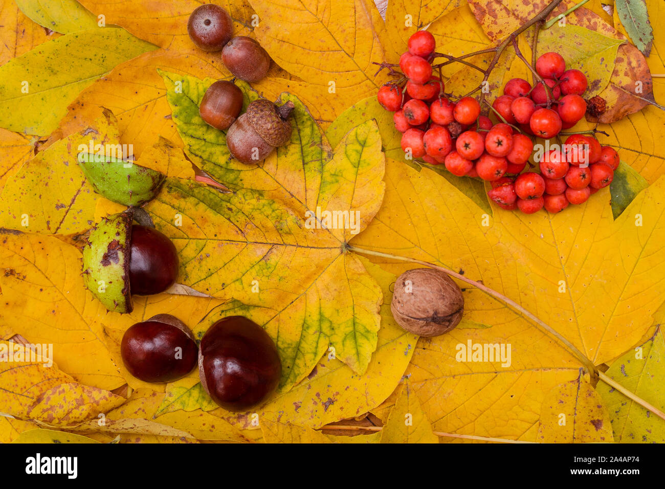 Sfondo costituito di Giallo autunno foglie di acero specie di acero, ippocastano semi con gusci, ghiande e rowanberry Foto Stock