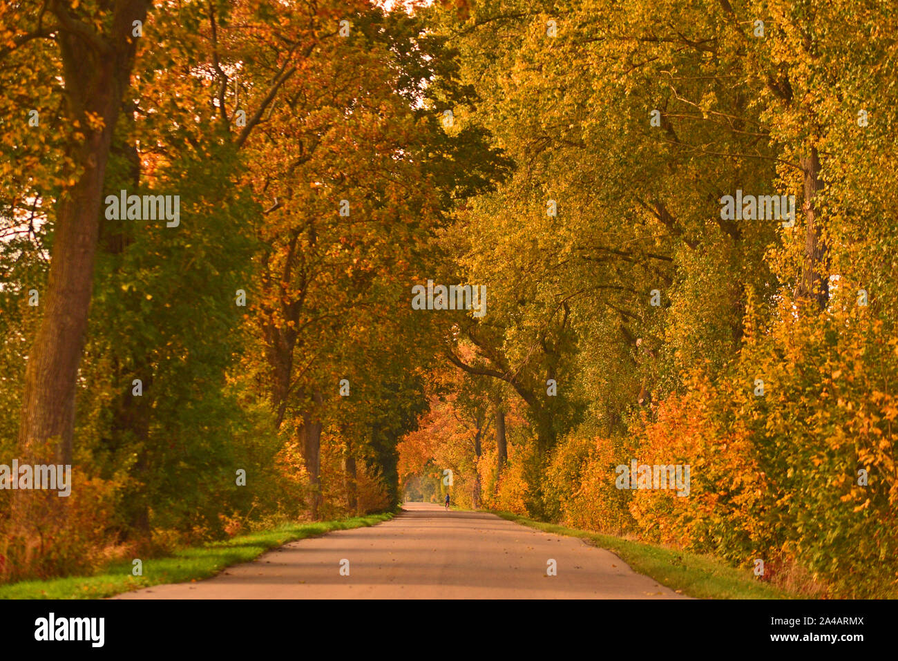 I colori autunnali, road,paese Foto Stock