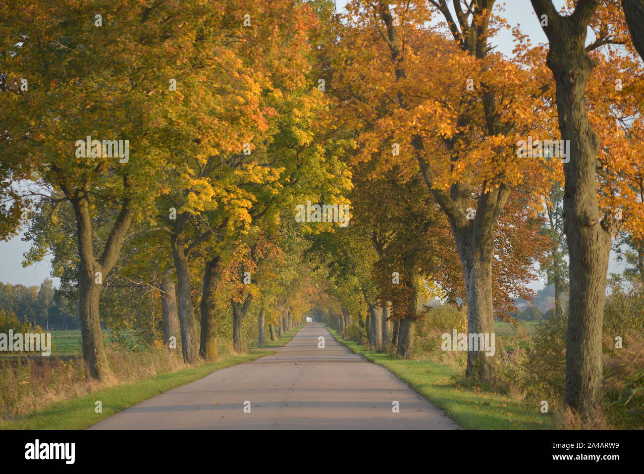 I colori autunnali, road,paese Foto Stock