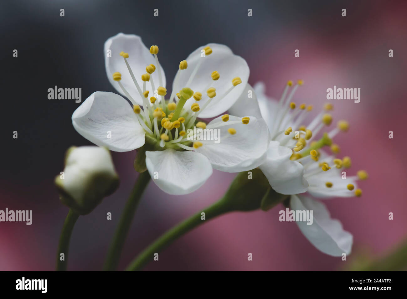 Bella bianco dei fiori di ciliegio (Prunus subg. Cerasus), su unsharp grigio-coral background. Macro. Close-up. Foto Stock