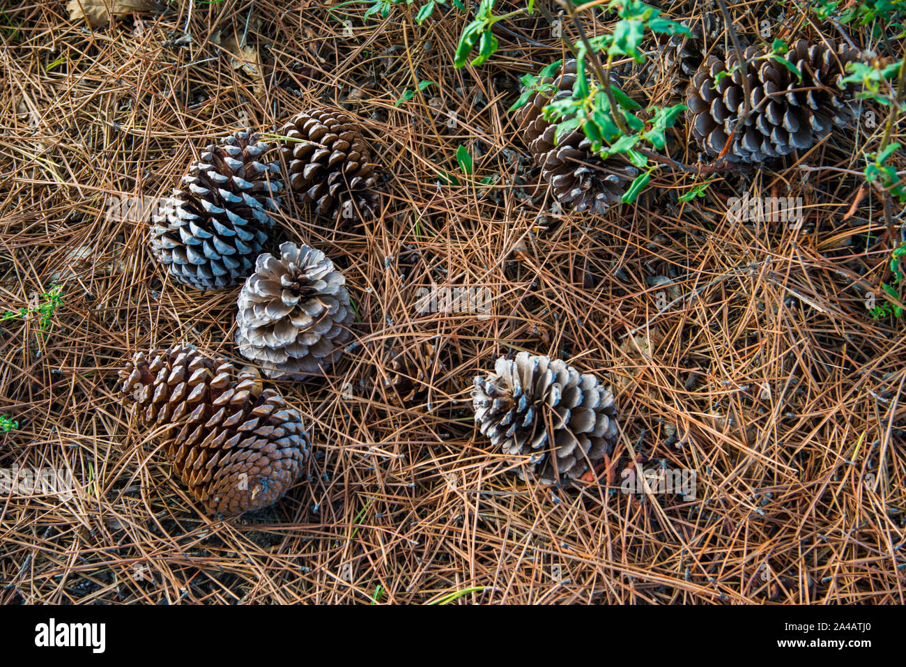 Coni del pino Foto Stock