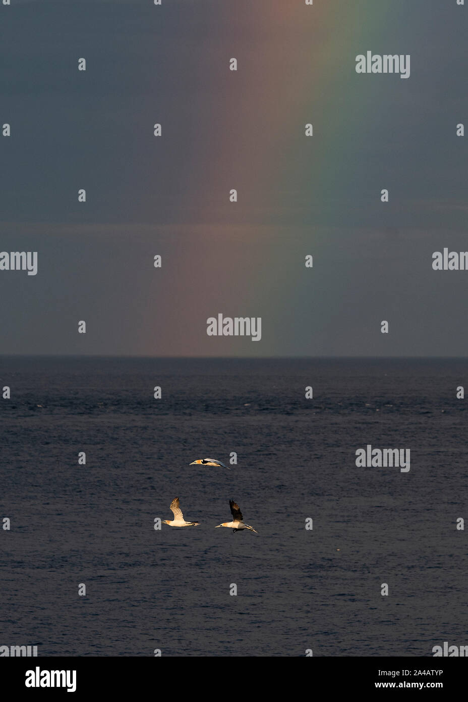 Gannett (Morus bassanus) volare oltre il punto di agnello Ness, Unst, Shetland, rainbow in background Foto Stock