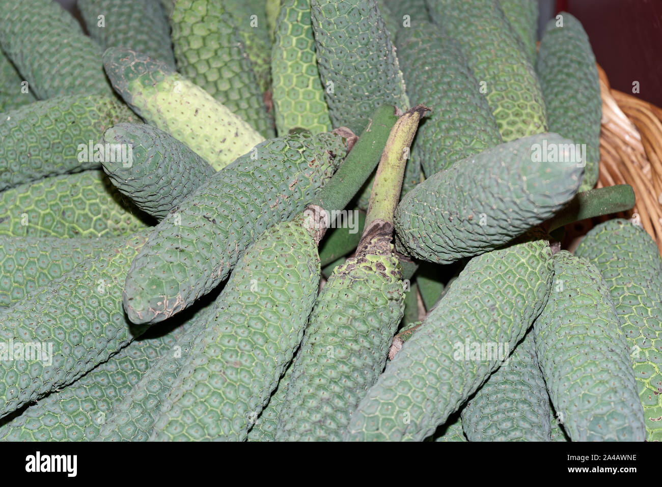 Exotic Monstera deliciosa frutta. Frutti tropicali noto come insalata di frutta e vegetali, albero ceriman, formaggio svizzero impianto, monster frutta, monstereo, pane messicano Foto Stock