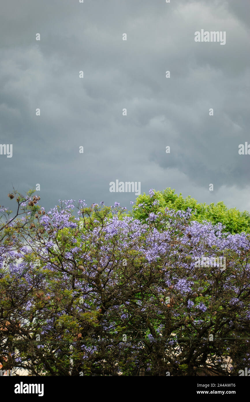 Nuvole temporalesche su un albero Foto Stock