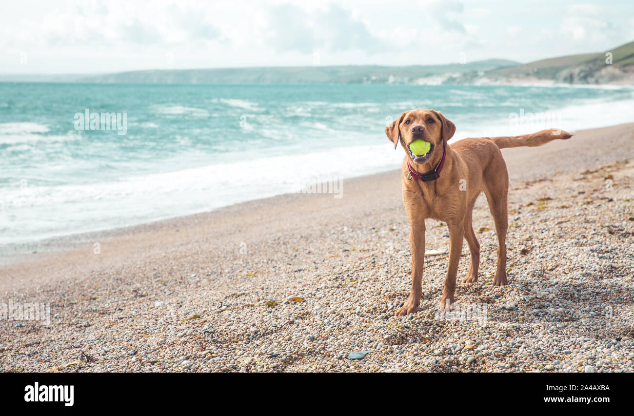 Un sani e in forma giallo Labrador retriever cane in piedi su una spiaggia mentre sono in vacanza estiva e giocando con una palla nella sua bocca con spazio di copia Foto Stock